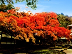 雷山千如寺大悲王院の紅葉