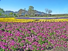 久住花公園　春菜の畑