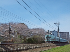 西鉄大牟田線（ちょっと古めの電車）と桜