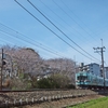 西鉄大牟田線（ちょっと古めの電車）と桜