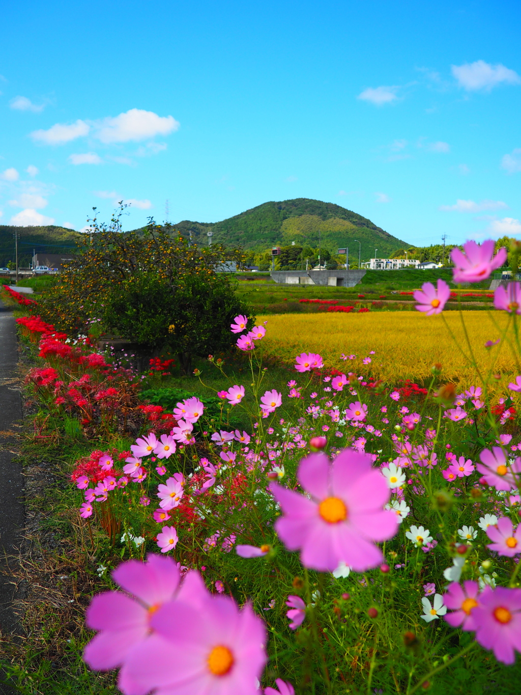 秋をてんこ盛り