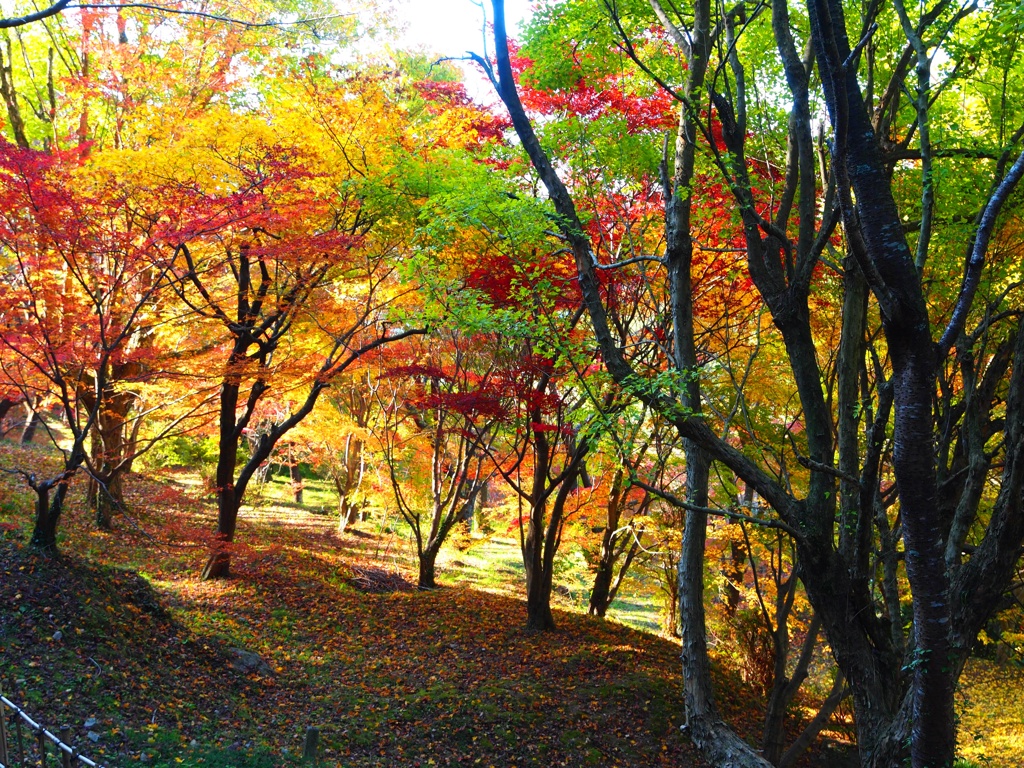 環境芸術の森の周辺の森