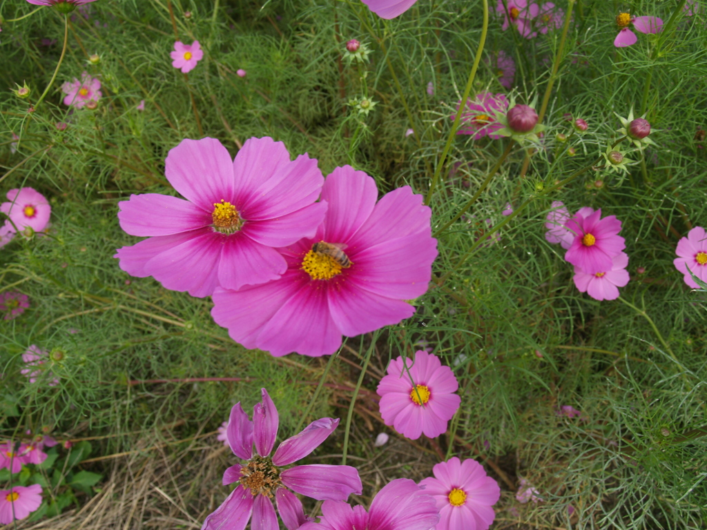 コスモス