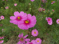 コスモス