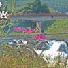 三日月滝と秋桜