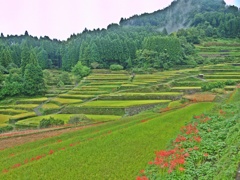 棚田と彼岸花