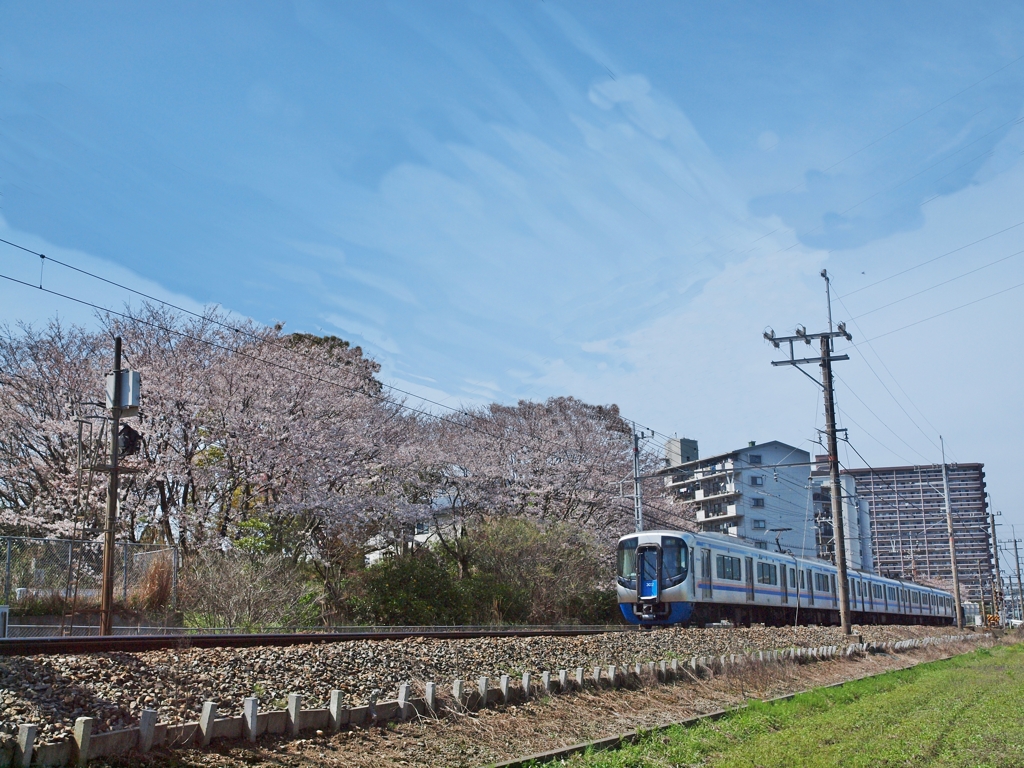 西鉄大牟田線と桜