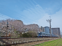 西鉄大牟田線と桜