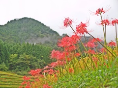 山里の風景