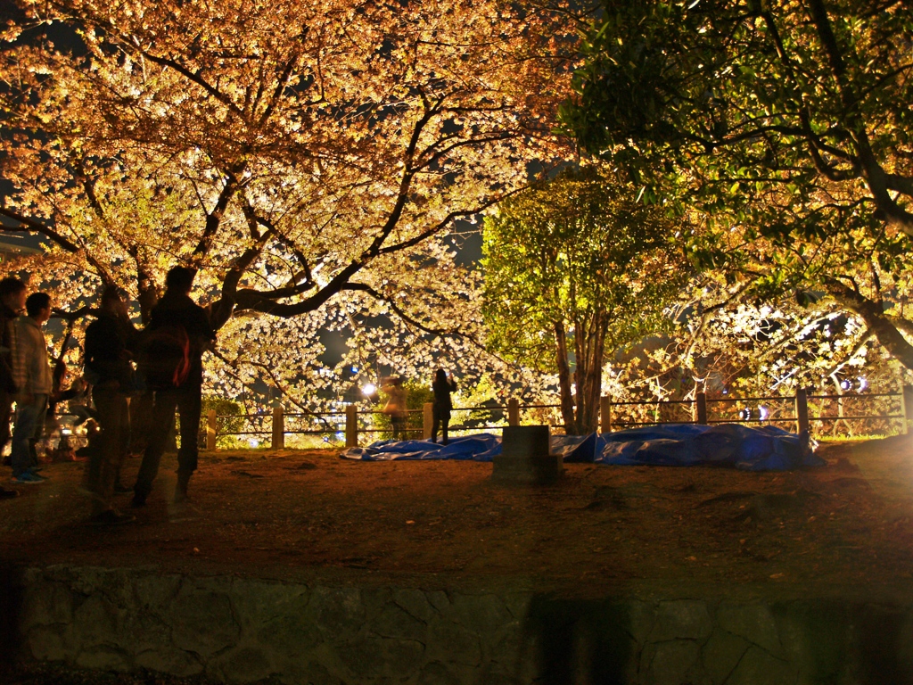 桜夜景HDRもどき