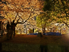 桜夜景HDRもどき