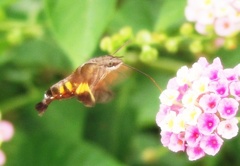 お食事中失礼します