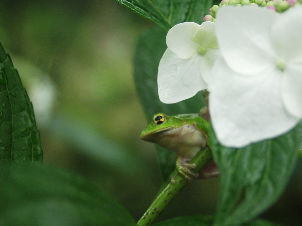 紫陽花とアマガエル