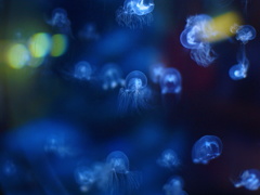 不思議な空間（どフライングクラゲ）