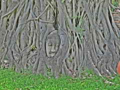 アユタヤ樹木の中の仏像