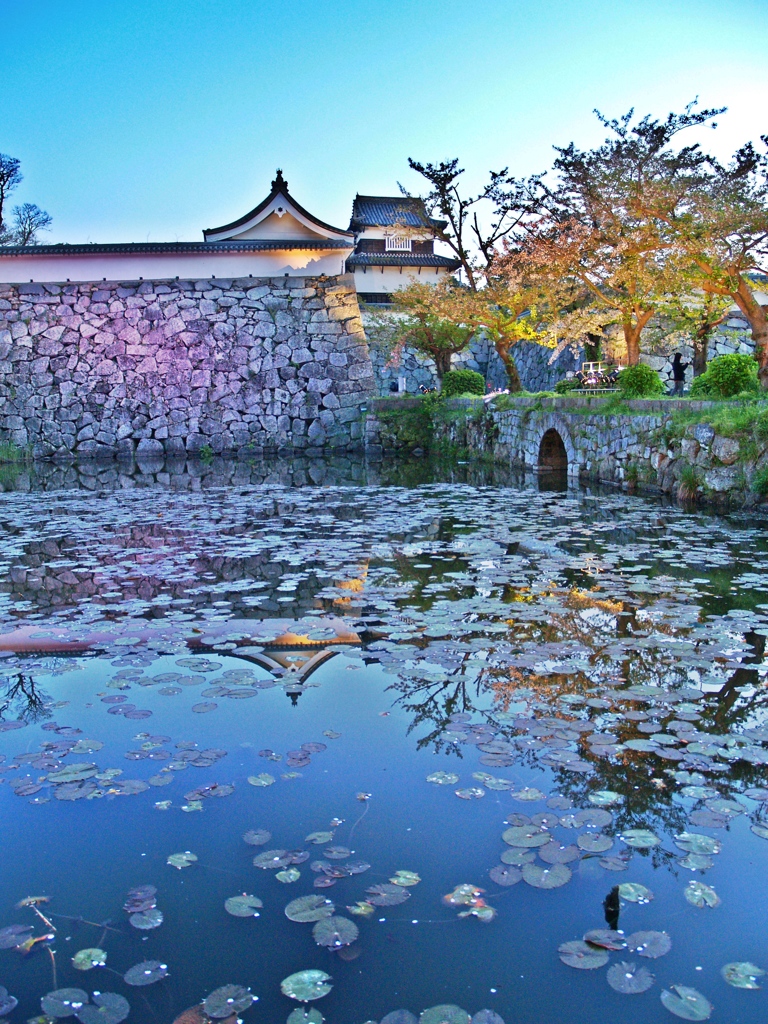 福岡城と桜ライトアップ