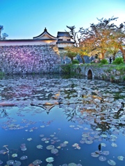 福岡城と桜ライトアップ