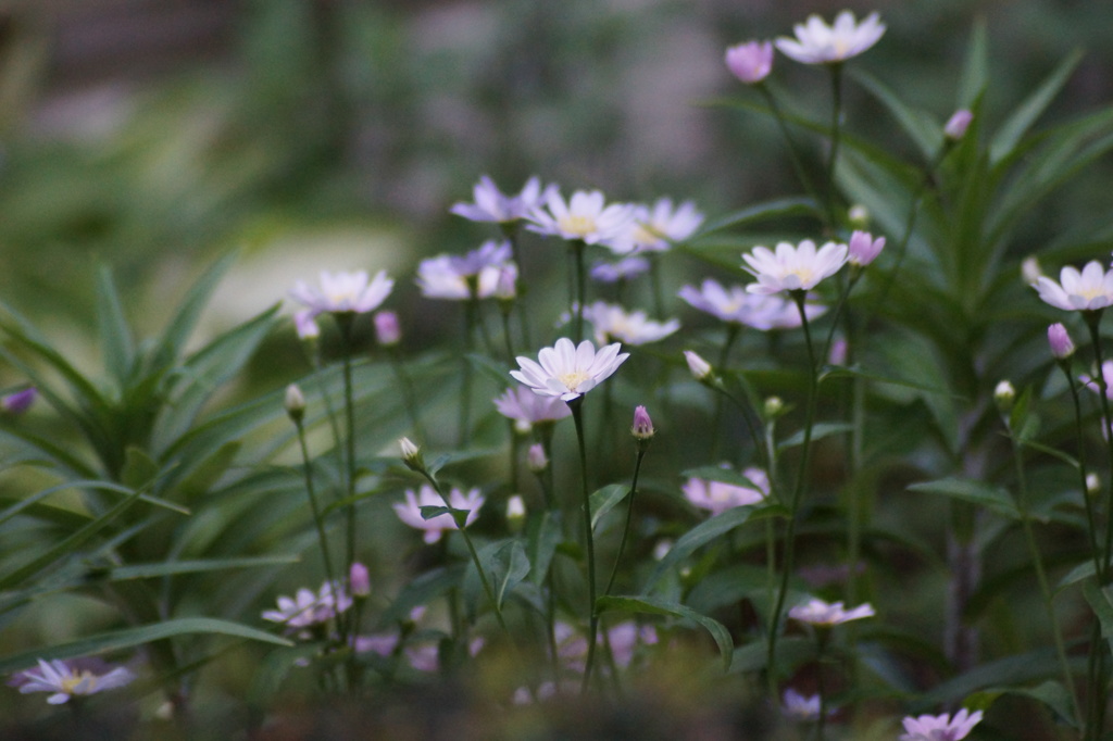 実家の花