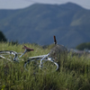 自転車