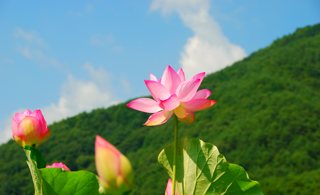 夏空の古代蓮