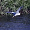 ｱｵｻｷﾞ飛ぶ