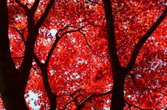 秋の風物詩