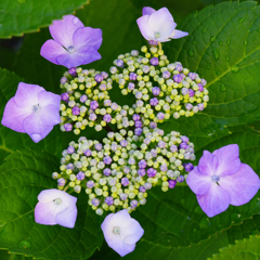 庭の紫陽花2