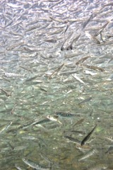 鮭（サケ）稚魚の群泳