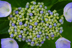 庭の紫陽花