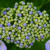 庭の紫陽花