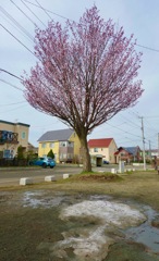 雪残る　桜咲く　