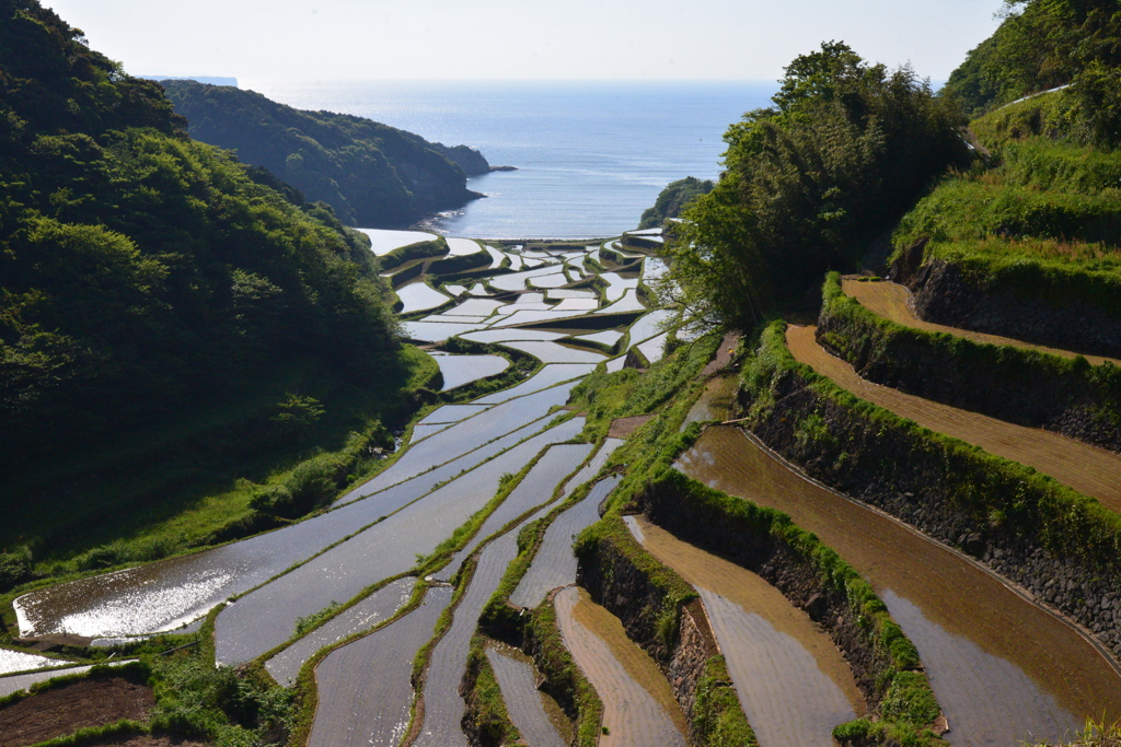 浜野浦棚田　～光を浴びて～