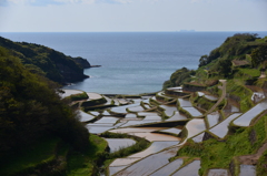 浜野浦の棚田　春