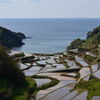 浜野浦の棚田　春