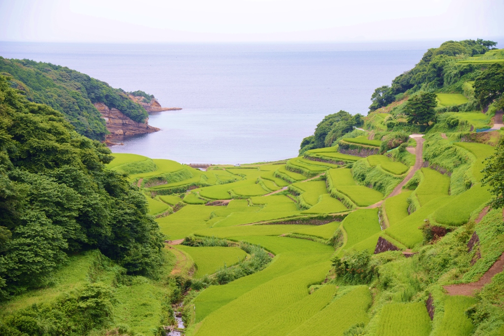 浜野浦の棚田　夏