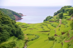 浜野浦の棚田　夏