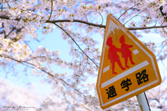 桜並木の通学路