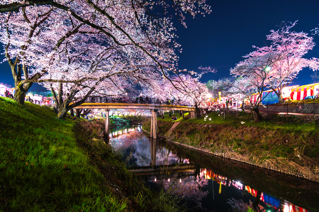 絢爛桜花