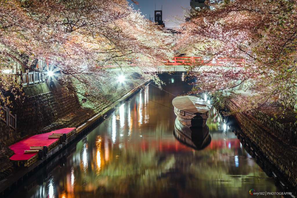 水門川の夜桜～終焉～