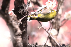 春のうたを歌う