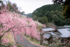 大縣神社、枝垂れ梅園。