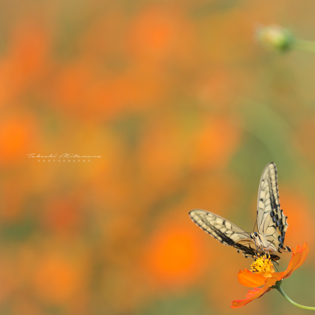 Butterfly In Yellow...Ⅱ