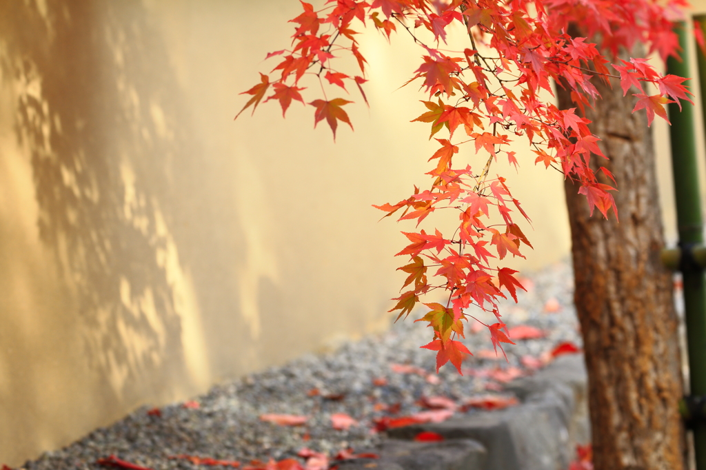 秋彩～天龍寺～