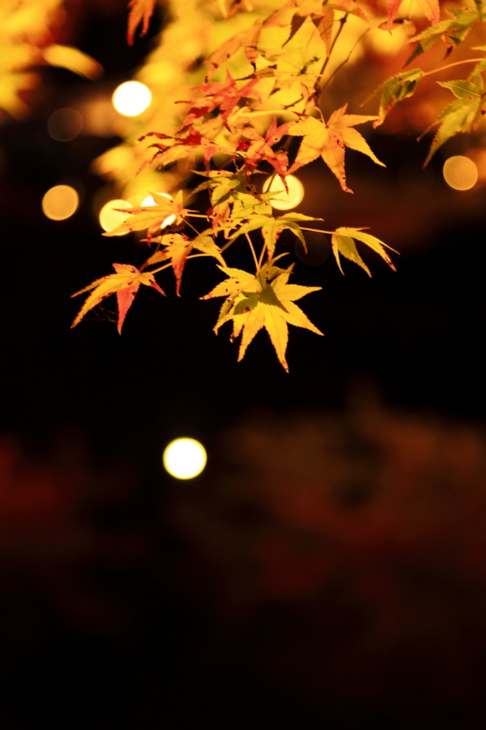 秋彩～曽木の夜Ⅴ～