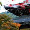 秋彩～南禅寺Ⅱ～