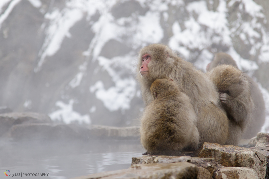 Snow Monkey...