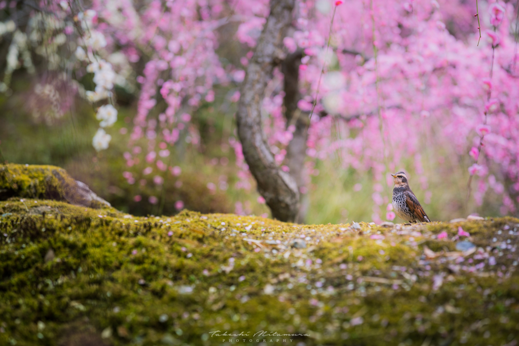 春に包まれて