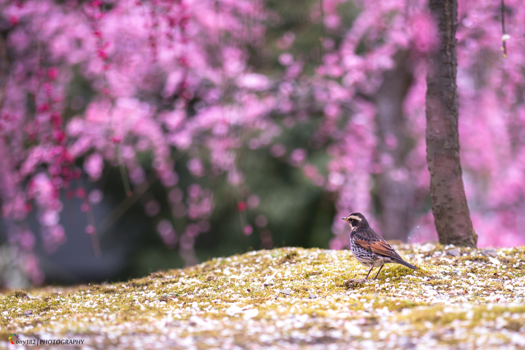 春の光の中で by ony182 （ID：6498017） - 写真共有サイト:PHOTOHITO