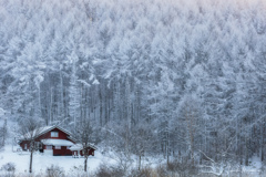 Frozen Forest...