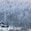 Frozen Forest...